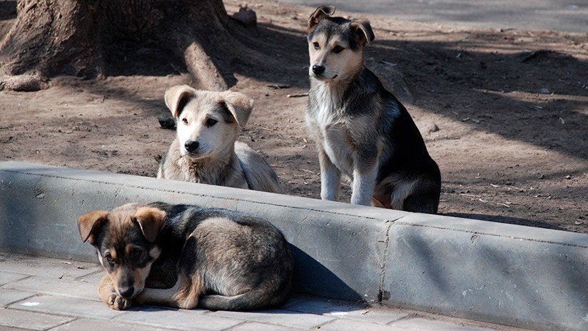 Cuatro perros custodian fielmente en una calle el cuerpo de su amigo atropellado (VIDEO)
