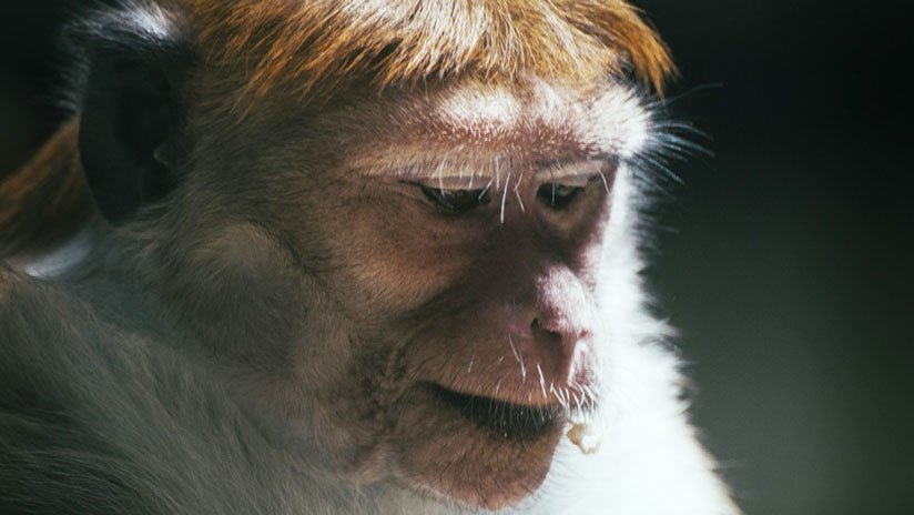 Un híbrido humano y chimpancé habría nacido en un laboratorio de EE.UU.