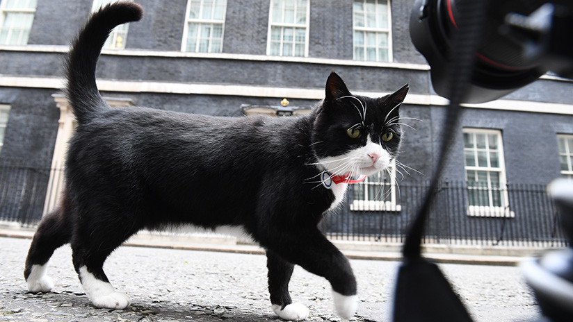 La Cancillería británica prohíbe alimentar a su gato ratonero