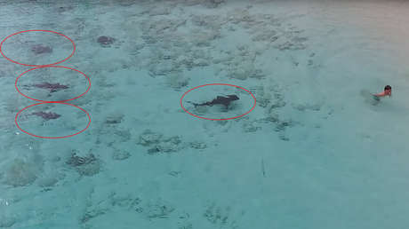 VIDEO: Instante en que un niño se salva de ser atacado por cuatro veloces tiburones