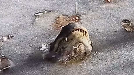 VIDEO: Caimanes se quedan 'incrustados' en el hielo en el infierno invernal en EE.UU.