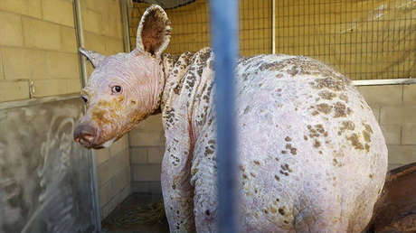 Revelan el origen del extraño animal calvo hallado en California (FOTOS)