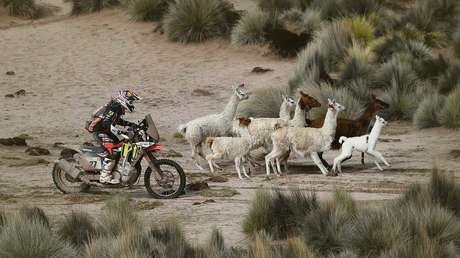 ¡A ver quién corre más! Rebaños de llamas se unen al Rally Dakar 2018