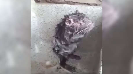 La "irritante" verdad sobre el video viral del ratón que se ducha (VIDEO)