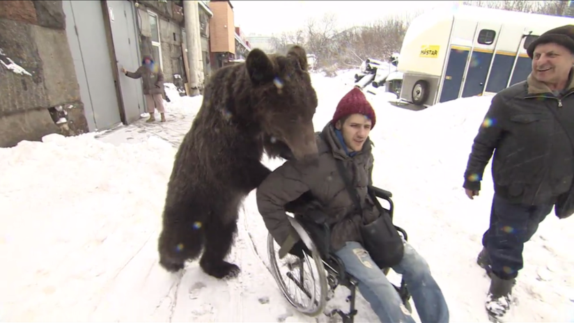 Un oso empuja la silla de ruedas de su entrenador, que sufrió un grave accidente (VIDEO)