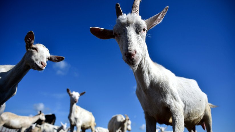 Este acertijo para escolares sobre ovejas y cabras deja desconcertados a los internautas