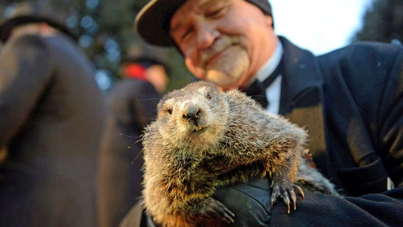 VIDEO: La marmota Phil 'predice' seis semanas más de invierno