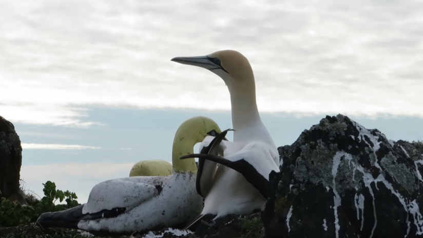 Muere en Nueva Zelanda el ave más solitaria del mundo, enamorada de una estatua (VIDEO)
