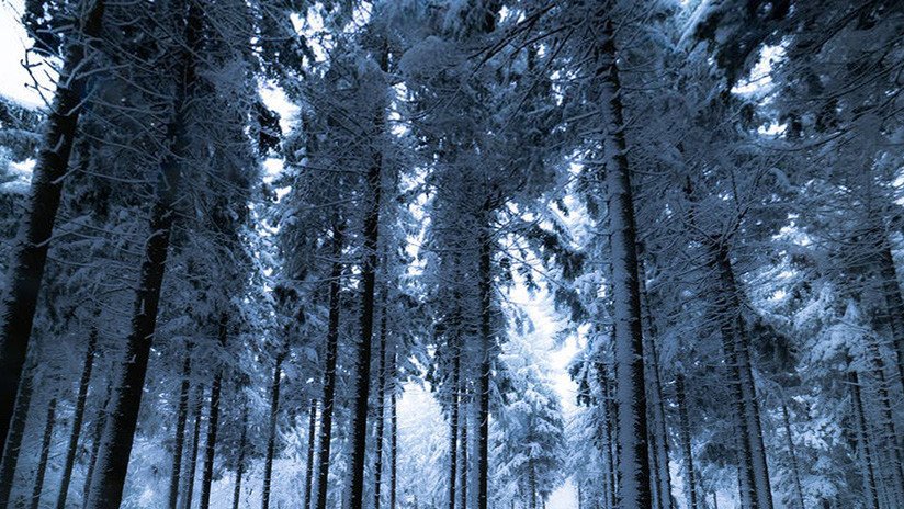 "Estoy muerto... Ya es tarde": Un ruso sobrevive cinco días en un bosque a 30 grados bajo cero