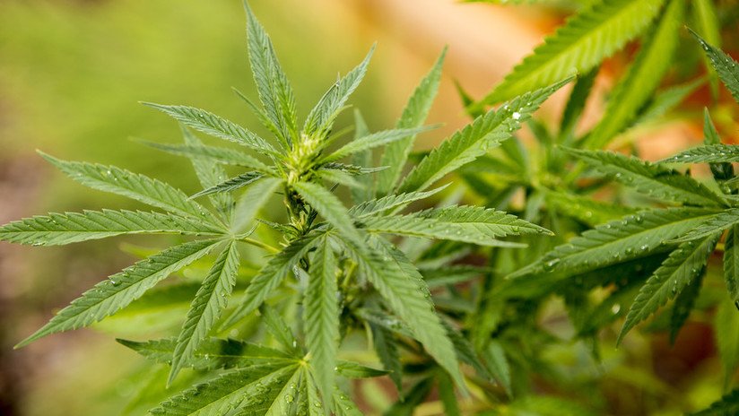 Una asociación policial de Alemania propone despenalizar el cannabis