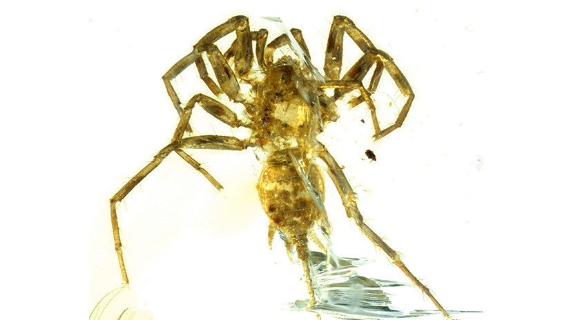 FOTOS: Descubren una araña con cola atrapada en ámbar hace 100 millones de años
