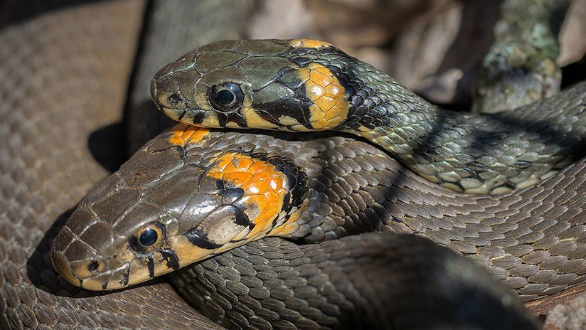 VIDEO: Hallan una serpiente de dos cabezas en un parque de China