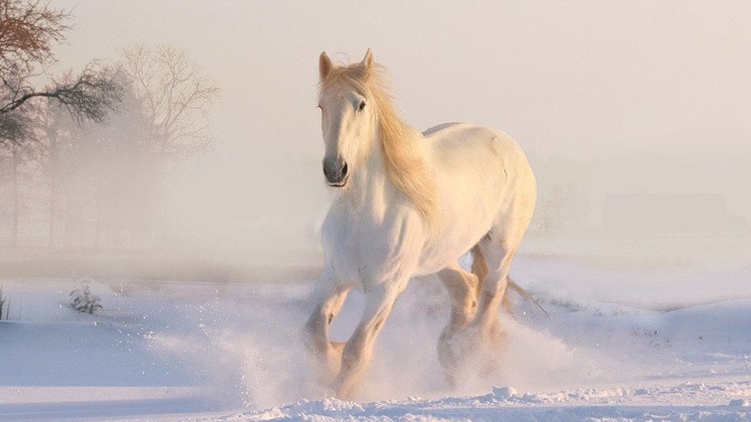 VIDEO: Un caballo galopa con un gomón de nieve por las calles de Moscú y sorprende a los conductores