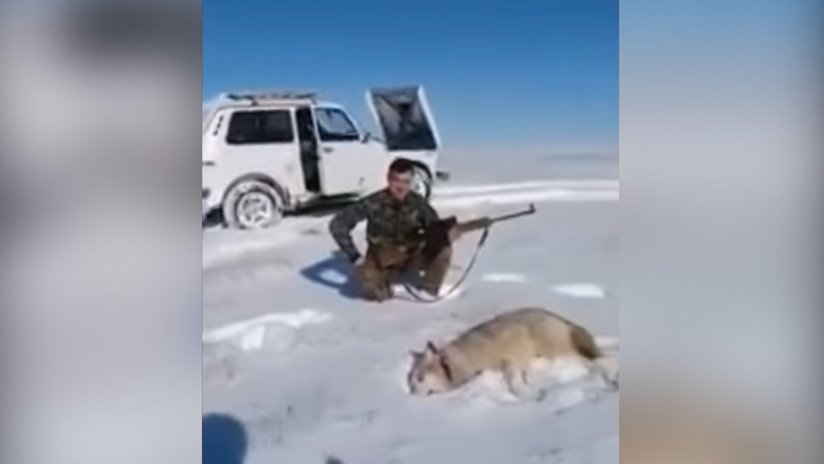 El karma hace justicia: Un lobo vuelve a la vida para vengarse de su cazador (VIDEO)