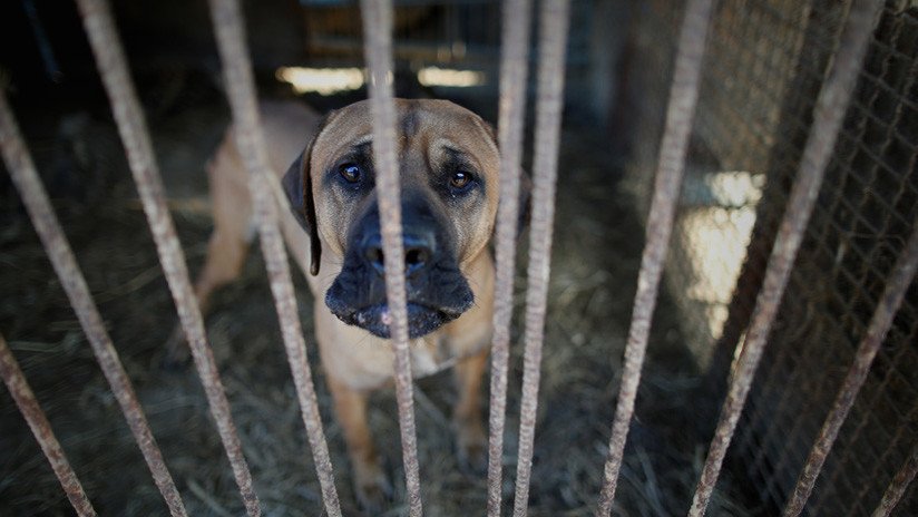 Sopa canina a 8 dólares en el mercado que Seúl iba a cerrar por los JJ.OO. de Invierno