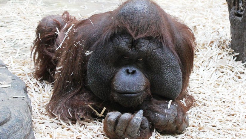 FOTOS SENSIBLES: Orangután muere tras recibir 130 tiros y numerosas puñaladas en Indonesia
