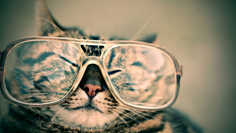 ¿La gata John Lennon?: Este felino con gafas conquista las redes sociales