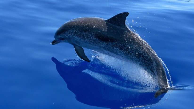 Encuentran a 54 delfines varados en una playa de México (FOTOS Y VIDEO)