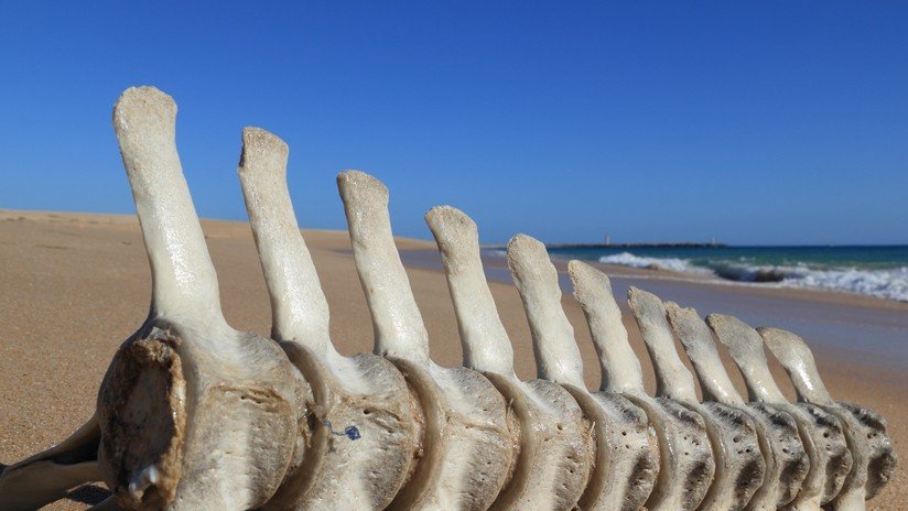 Revelan el misterio de los esqueletos hallados en una costa argentina