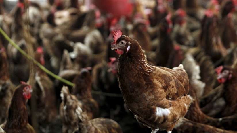 Nueva cepa de la gripe aviar provoca su primer contagio humano
