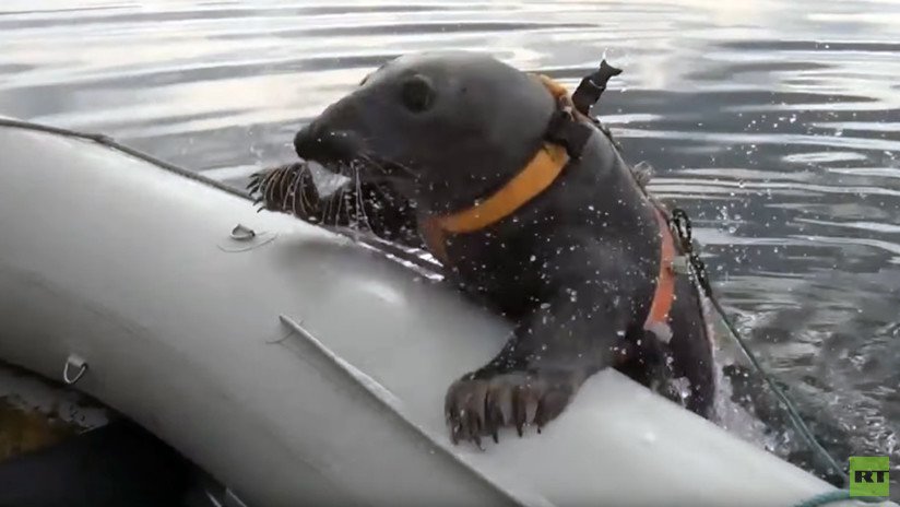 VIDEO: Una foca marina realiza ejercicios militares en el norte de Rusia