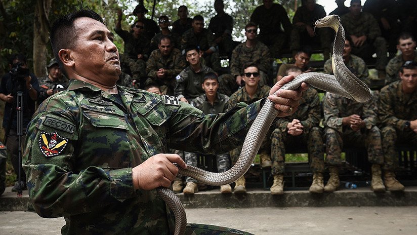 VIDEO: Soldados beben sangre de serpientes y comen arañas durante ejercicios militares en Tailandia