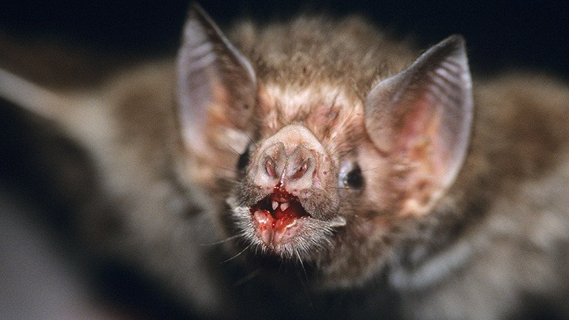Descubren el secreto de los murciélagos vampiro y su dieta a base exclusivamente de sangre