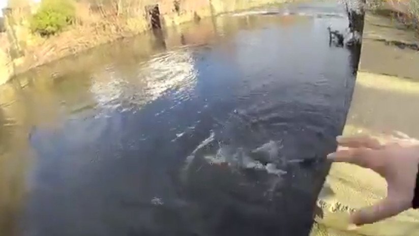 VIDEO: Cámara corporal graba cómo un policía se lanza a un río helado para salvar a un hombre