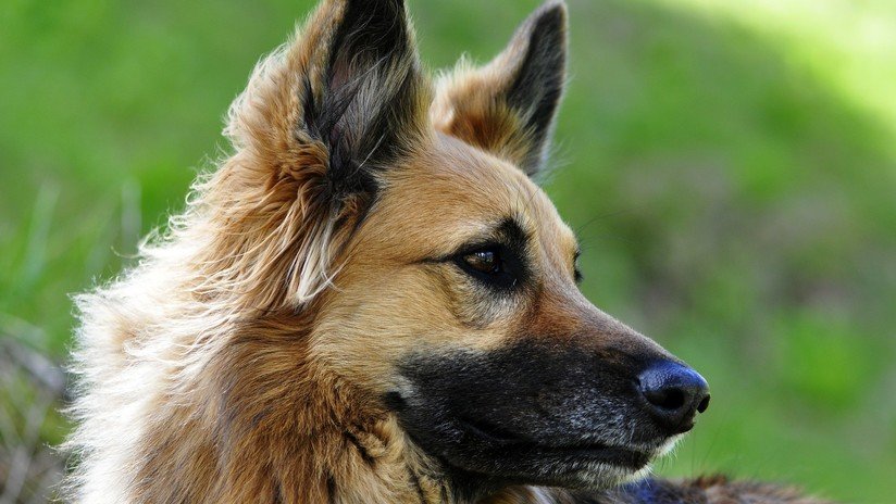 FOTO: Un perro protege a su joven dueño y recibe tres balazos durante un robo