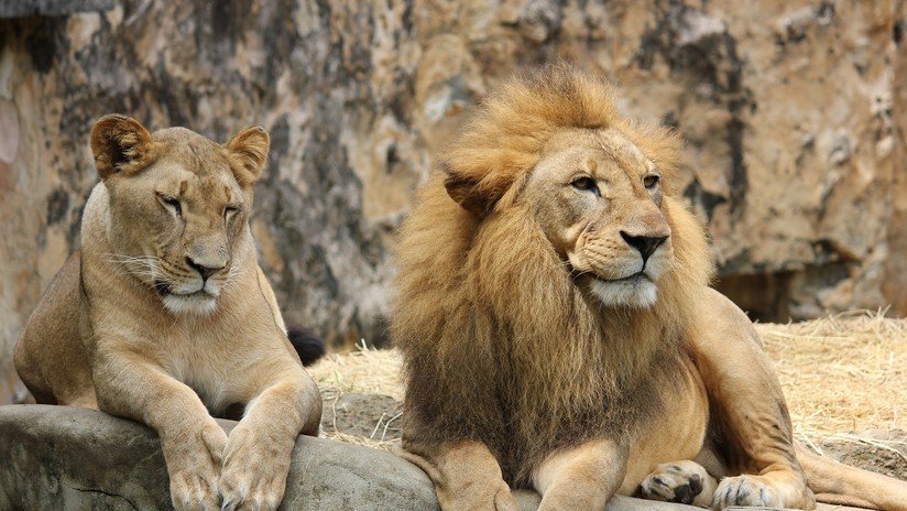FOTO: A una la leona de 18 años le crece una melena 'a lo macho'