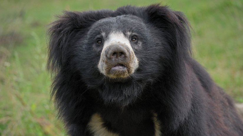 Un oso salvaje recorre una ciudad india durante 7 horas y hiere a varias personas