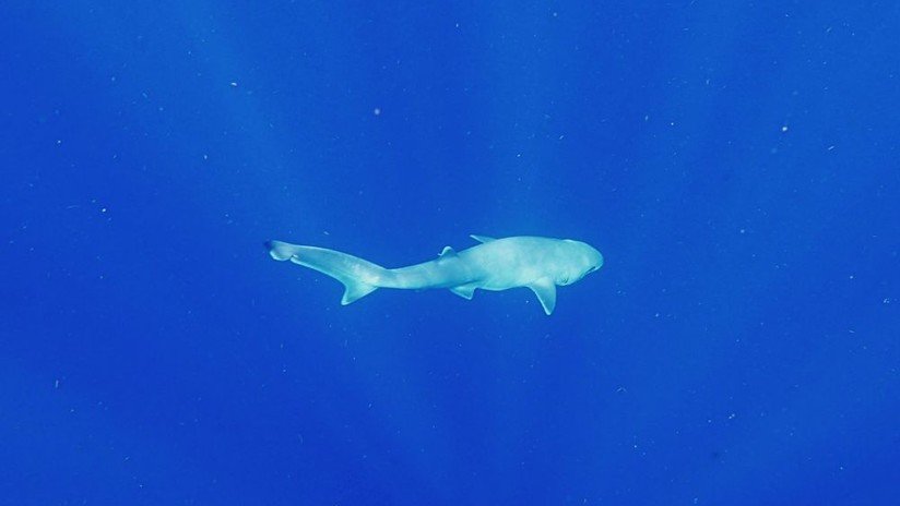 'Con la boca abierta': Científicos realizan sorprendente hallazgo sobre los tiburones