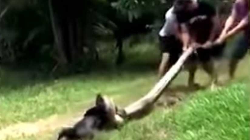 El dramático rescate de un perro al que una anaconda arrastró hasta un río para comérselo (VIDEO)