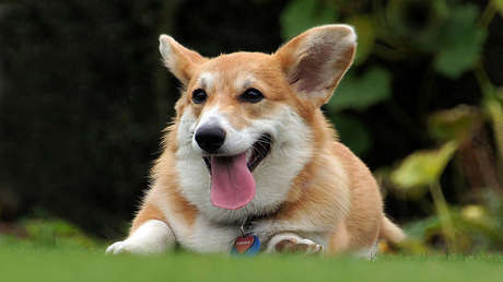 "Quiere ser un vaquero": Un perro corgi montado en un poni deja boquiabierta a la Red
