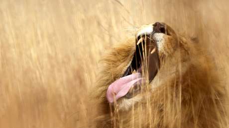 Una manada de leones devora a un cazador furtivo en Sudáfrica
