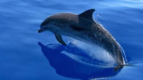 Encuentran a 54 delfines varados en una playa de México (FOTOS Y VIDEO)