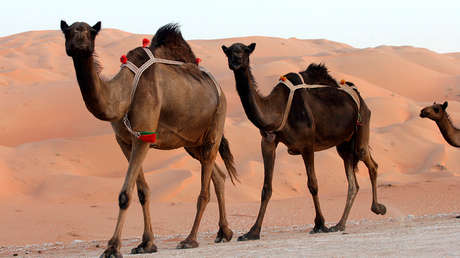 Descubren esculturas sin precedentes en el desierto de Arabia Saudita