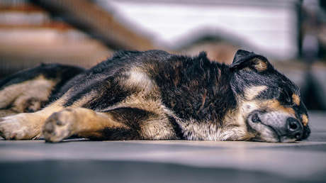 Muere en Argentina un perro que veló la tumba de su amo por más de una década