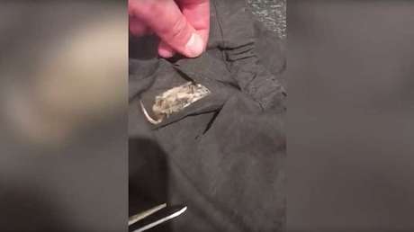 VIDEO: Halla un ratón muerto cosido en el uniforme escolar de su hija