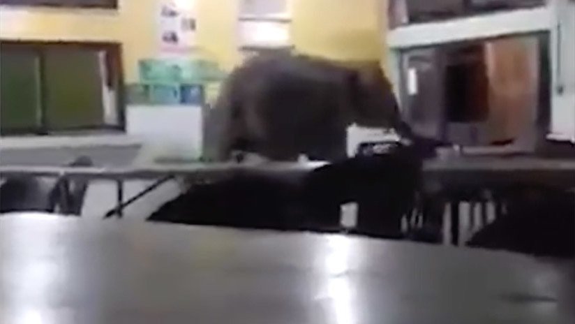 Un elefante irrumpe en una escuela y crea pánico en Malasia (FOTOS, VIDEO)
