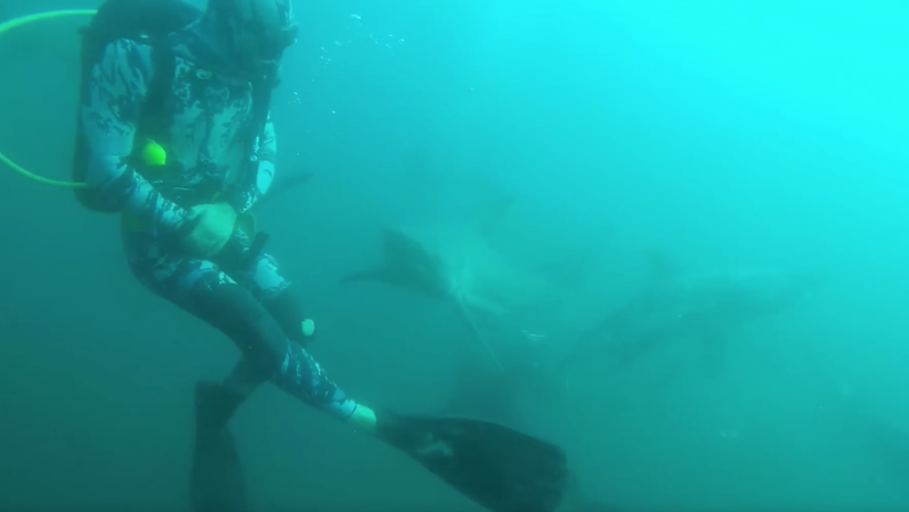 VIDEO: Escalofriante momento en que un tiburón ataca y hiere a un buceador