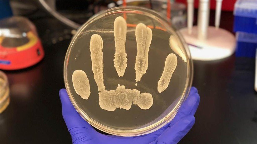 La piel humana contiene una bacteria clave que podría combatir el cáncer