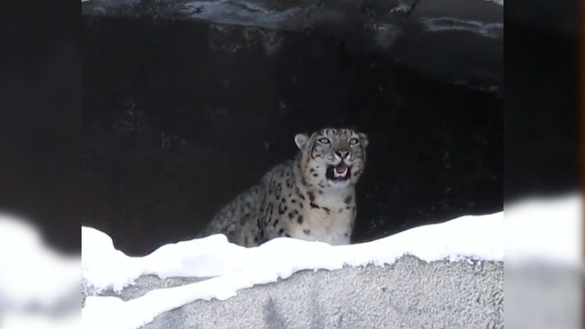 VIDEO: Un leopardo de las nieves 'llama' a la primavera en Moscú