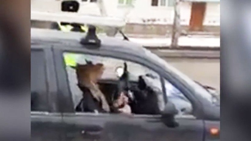 VIDEO CHOCANTE: Una rusa ebria destroza su coche con un hacha en presencia de su niño