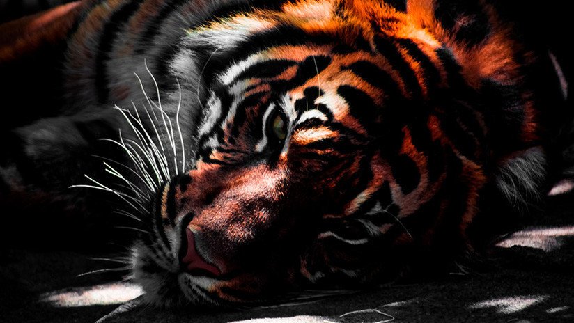 FUERTES IMÁGENES: Masacran a un tigre tras confundirlo con un animal mitológico que cambia de formas