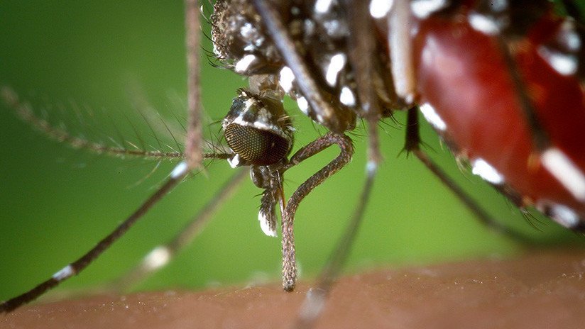 Hallan en Colombia solución para eliminar el zika, dengue y chikungunya