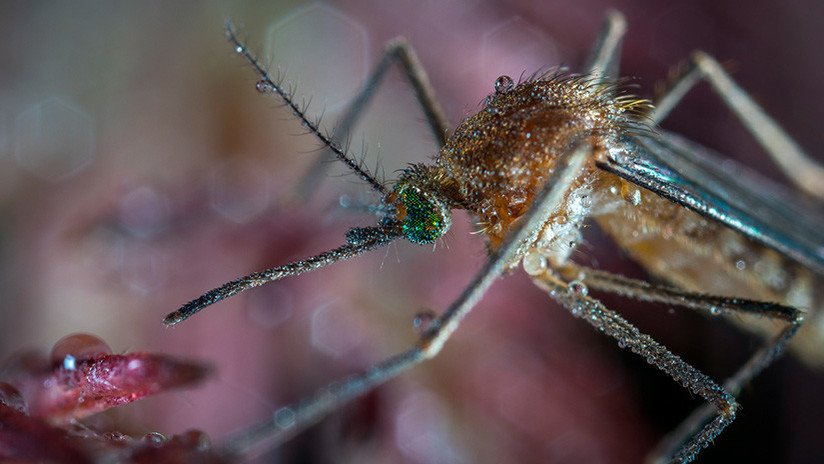 El zika y el dengue regresan a Paraguay
