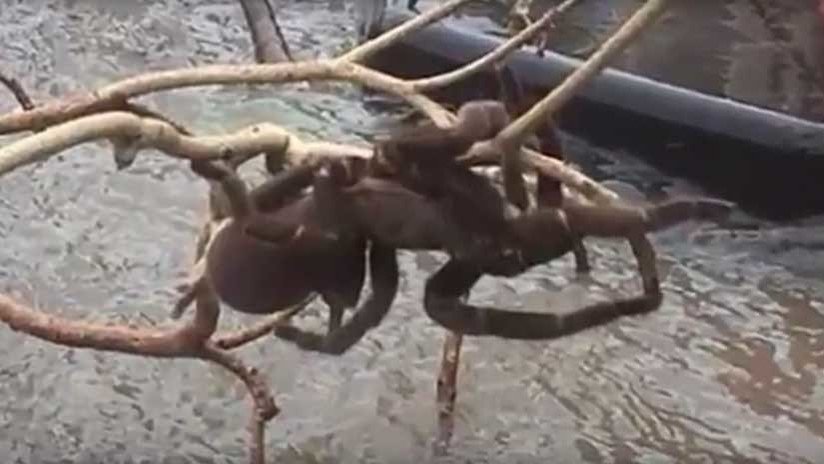 VIDEO: Encuentra una enorme tarántula al borde de la muerte y esto es lo que decide hacer