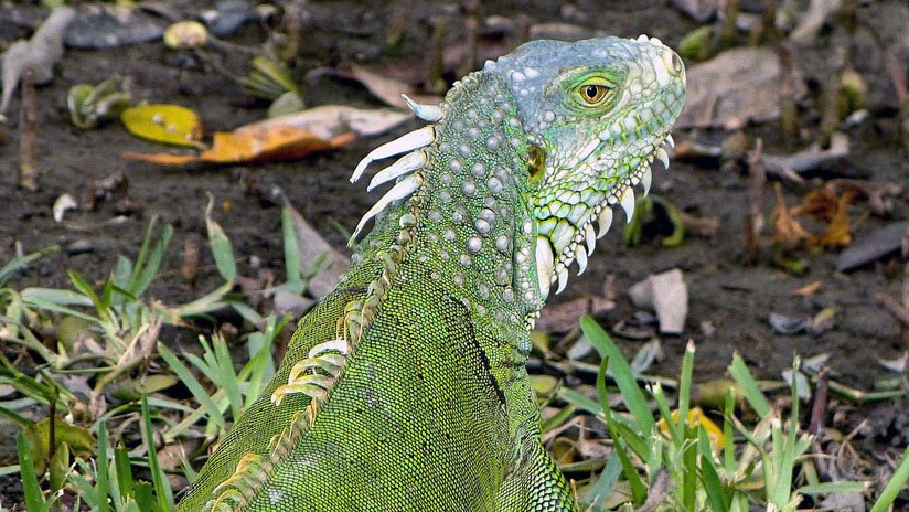 "Una eutanasia más humana": En EE.UU. matan a las iguanas destrozándoles el cráneo