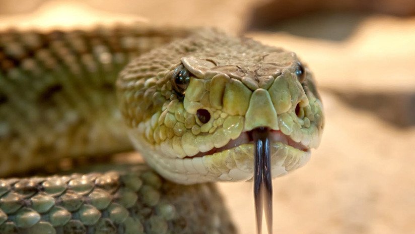 VIDEO: Una serpiente tragándose a sí misma desconcierta a la Red